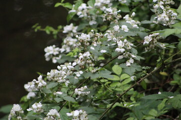 white flowers in spring