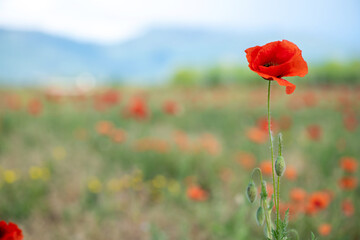 a large glade of red poppies in sunny weather with mountains in the background