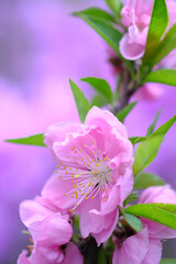 美しい桃の花の接写素材