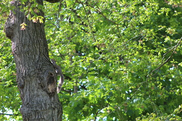 Fototapeta premium tree in the forest