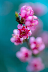 Fototapeta na wymiar beautiful pink cherry blossom on a delicate background