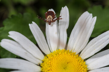 The Tick is Ready to Embrace
