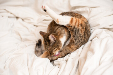 Portrait of a short-haired cat on a white bed. The cat washes his fur.