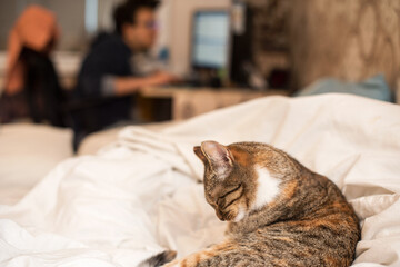 Portrait of a short-haired cat on a white bed. The owner is working remotely in the background.