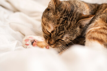 Kitten in the process of washing your paw.