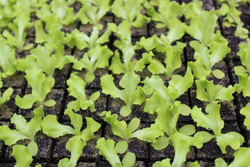Junge Salatpflanzen