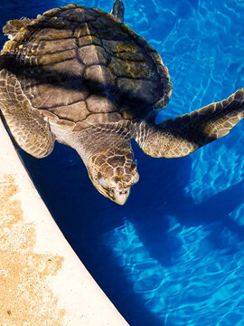 tartarugas marinhas em piscina artificial