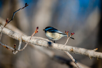 Willow tit in the city park 
