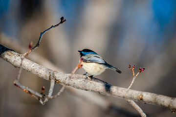 Willow tit in the city park 