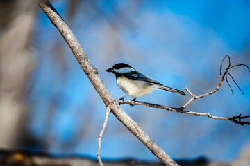 Willow tit in the city park 