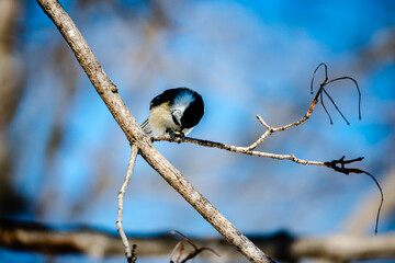 Willow tit in the city park 