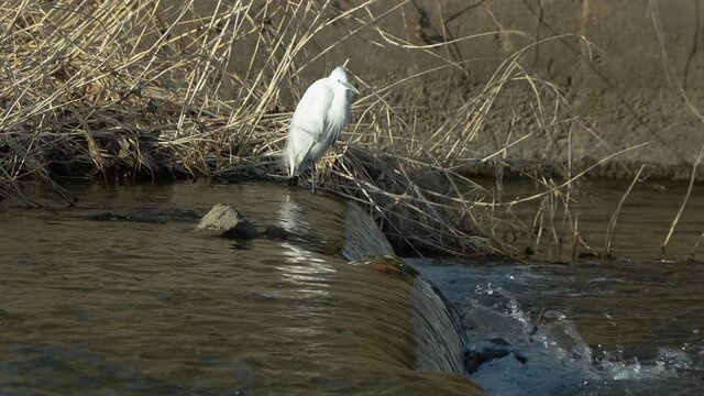 Small white egret on Yangjaecheon stream Seoul South Korea