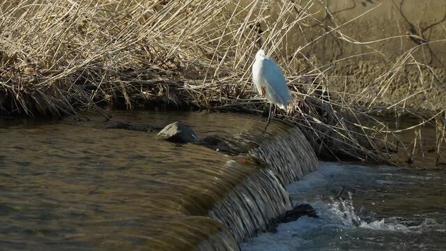 One small egret standing on one leg and hunting on the small river waterfall at Yangjaecheon stream