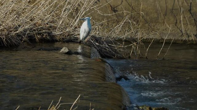 YOung egret hunting on the river at sunset