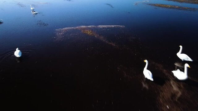Aerial view of flock of whooper swans (Cygnus cygnus) feeding and having rest during their transmigration on the flooded agricultural field, wide angle drone shot moving backwards low