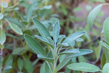 Organic salvia officinalis grown in the backyard.