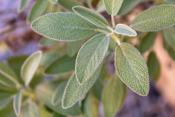 Organic salvia officinalis grown in the backyard.