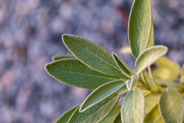 Salvia officinalis NO JARDIM DA CASA.