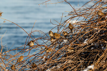 Sparrows in the winter by the riverside 