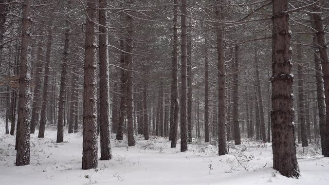 winter landscape of a forest in Sicily it's snowing into a pine woods of Etna Park (panning)  