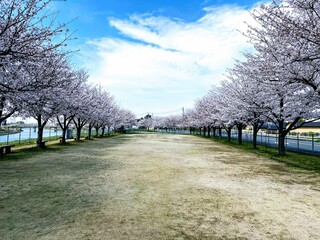 さくら並木、旅立ちの春