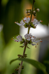 Flores de manjericão