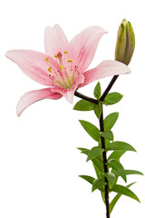 Obraz na płótnie Canvas Pink lily flower, isolated on white background