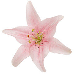 Fototapeta na wymiar Pink lily flower, isolated on white background
