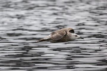 young seagul flying low
