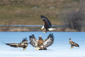 A flock of American bald eagles on a sheet of ice fighting over a white feathered bird. A mature American Eagle has its claws down getting ready to pitch and grab the food from the other raptors. 
