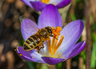 Honey Bee and Crocus Flower 3