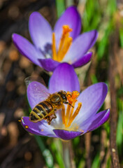 Honey Bee and Crocus Flower 2