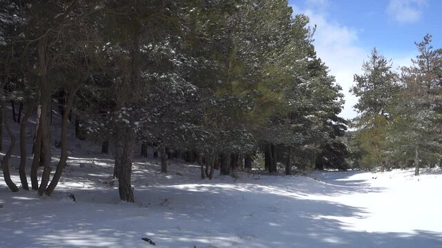 winter walk in Sicily through pine forest on snow covered path of Etna Park (pan and zoom on marker trail)  