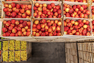 Apples in crates ready for shipping. Cold storage interior.