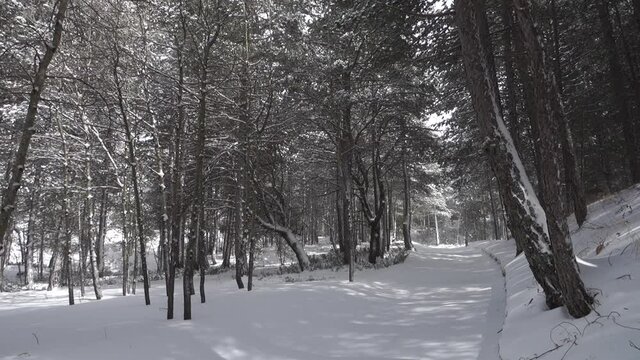 winter walk in Sicily through pine forest on snow covered path of Etna Park  (panning) 