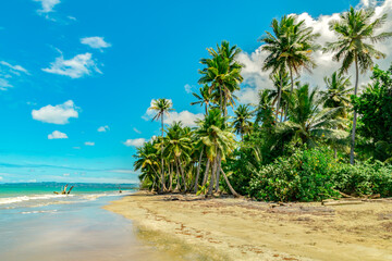 Beautiful beach landscape with  coconut palms 