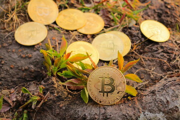 発掘された黄金色に輝く仮想通貨のビットコイン
