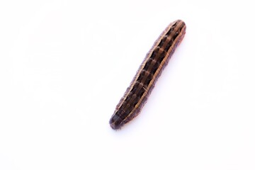 A close up shot of an armyworm larva on white background, Queensland, Australia.