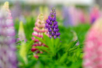 色とりどりのルピナス