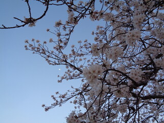 夕方の桜と月