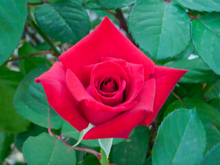 beautiful red rose