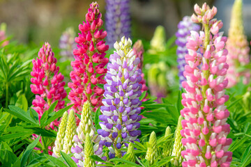 色とりどりのルピナス