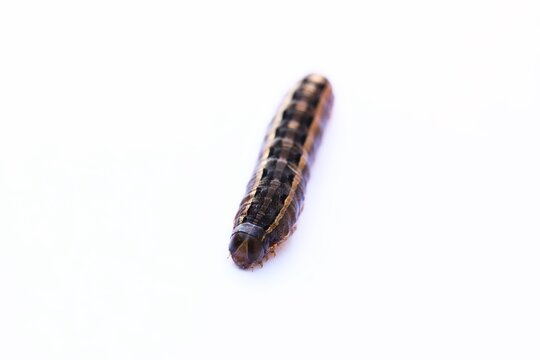 A close up shot of an armyworm larva on white background, Queensland, Australia.