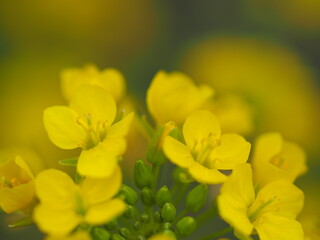 飛騨赤カブの花のアップ