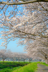 Obraz premium 桜並木の桜