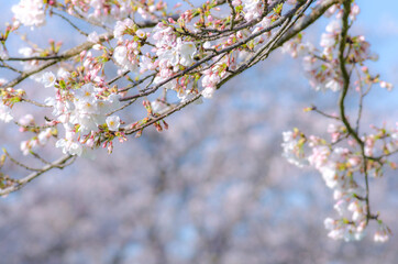 桜並木の桜