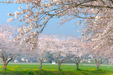 Obraz premium 桜並木の桜