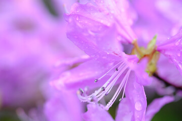 花びらに雨水が乗る美しいツツジ