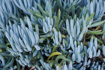 Closeup of silvery blue-green ice plant, or chalkstick, growing in a garden.