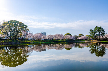 Fototapeta na wymiar 水辺の桜